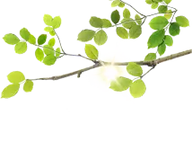 Green Leaves and Branches - sunlight - No Background PNG