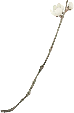 Plum Blossom - plant - white - PNG