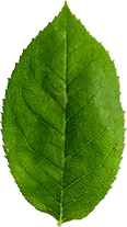 Poplar leaf - leaves - Lossless PNG