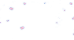 Pink Petals - night sky - High Resolution PNG