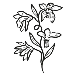 Lily - line drawing - PNG Images