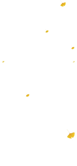 Ginkgo Leaf - leaf - No Background PNG