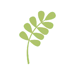 Leaf - branch - plant - PNG Images
