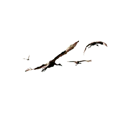 Butterfly in Flight - nature - Free Download PNG