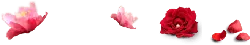 Rose Petals - red - pink - PNG Images