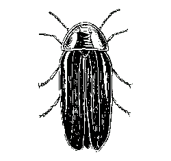Designer's Pick PNG - owl - Black Owl - Pic 4