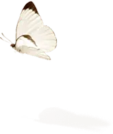 Ascia monuste - PNG Images