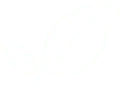 Two Leaves - environmental protection - PNG Images