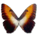 Isabella's Longwing - insect - Free PNG