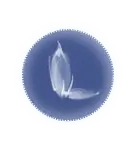 Sea Squirt - jellyfish - High Resolution PNG