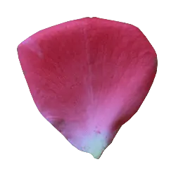 Rose Petal - beautiful - Transparent Background PNG