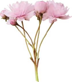 Pink Flowers - pink - High Download Count PNG