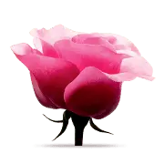Pink Rose - Designer's Pick PNG - romantic