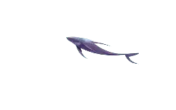 Purple Fish - simple - No Watermark PNG