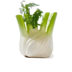 Fennel - green - PNG