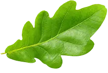Oak Leaf - nature - Lossless PNG
