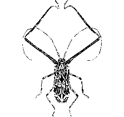 Black Owl - Recommended PNG - nocturnal - Pic 2