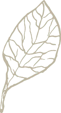 Leaf - outline - nature - PNG