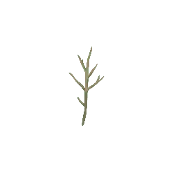 Branch - PNG Images