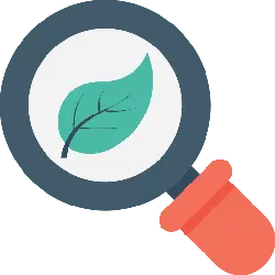 Leaf in Magnifying Glass - green - Free PNG