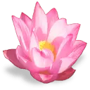 Pink Lotus Flower - flower - PNG