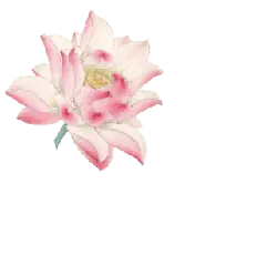 Lotus Flower - flower - art - Free PNG