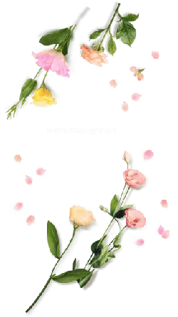 Pink and Yellow Flowers - green leaves - Free PNG