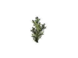 Fractal Tree - No Watermark PNG