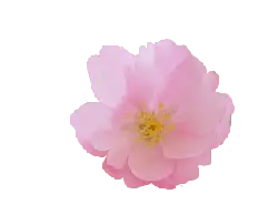 Cherry Blossom - nature - Free PNG