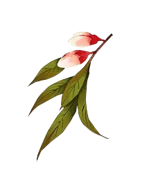 Peach Blossom - Transparent Background PNG - Free for Commercial Use PNG