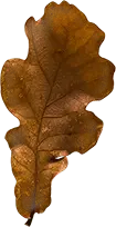 Oak Leaf - nature - leaf - Free Download PNG