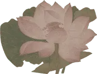 Lotus Flower - pink - plant - High Resolution PNG