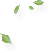 Leaves Falling - falling - High Quality PNG