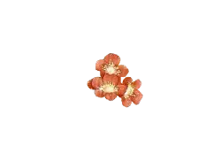 Cherry - pink - red - No Watermark PNG