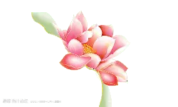Lotus Flower - plant - Trending PNG
