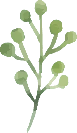 Unidentified Plant Branch - leaves - No Watermark PNG