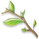 Branch - green - plant - Lossless PNG