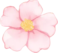 Peach Blossom - Curated PNG - Free for Commercial Use PNG