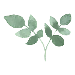 Green Leaves Branch - nature - High Resolution PNG
