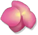 Pink Flower - Transparent Background PNG - nature