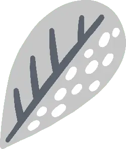 Leaf - Curated PNG - Designer's Pick PNG