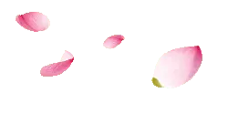 Pink Petals - falling - Free for Commercial Use PNG