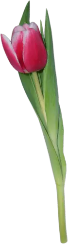 Tulip - plant - green leaves - Free PNG
