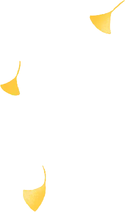 Ginkgo Leaf - Designer's Pick PNG