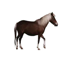 Palomino Horse - animal - Free Download PNG