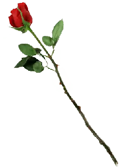 Red Rose - nature - High Download Count PNG