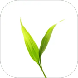 Bamboo Leaf - plant - nature - PNG