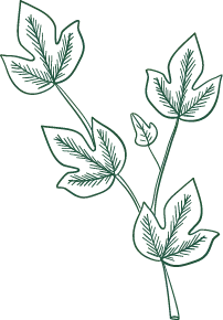 Climbing Vine Leaf - green - PNG Images
