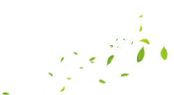 Green Leaves - nature - outdoor - No Watermark PNG