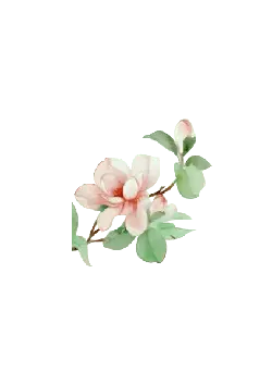 Pink Flower - High Resolution PNG - No Background PNG